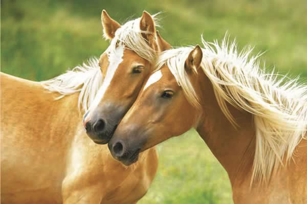 пара лошадей