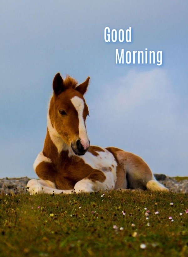 маленький жеребенок