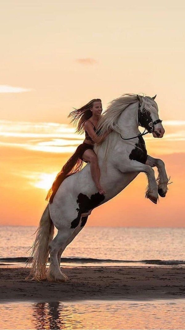 лошади красивые