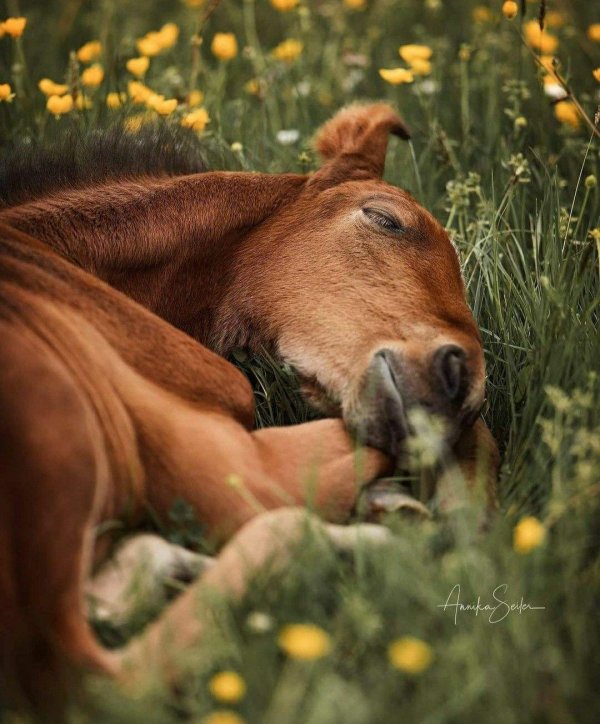 спящая лошадь