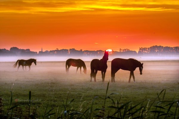 конь на закате