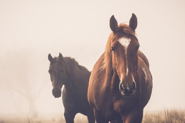 фермерские лошади