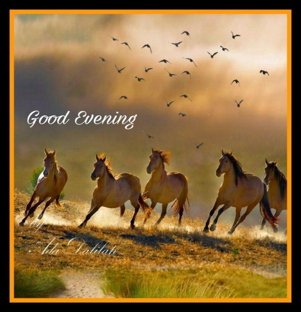 табун лошадей