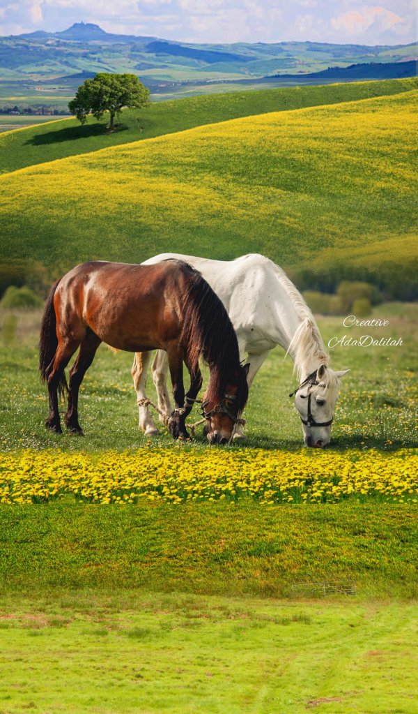 кони пасутся на лугу