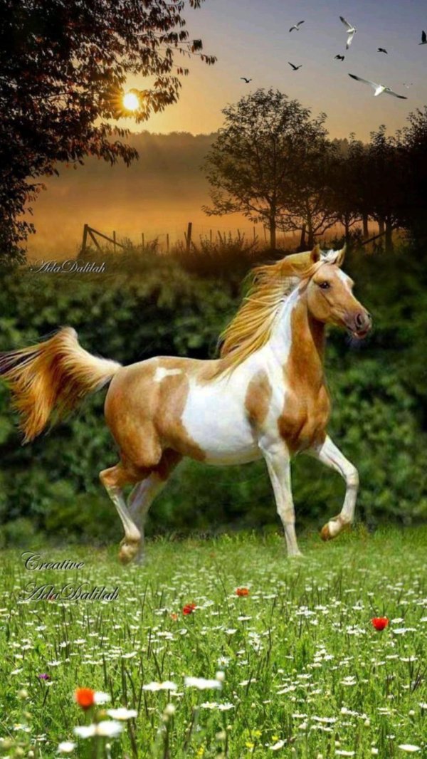 американский пейнтхорс лошадь