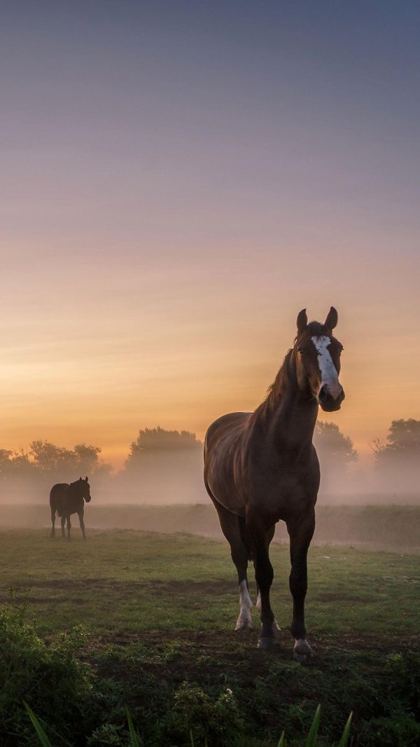 лошади на рассвете