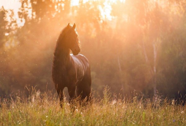 конь на закате