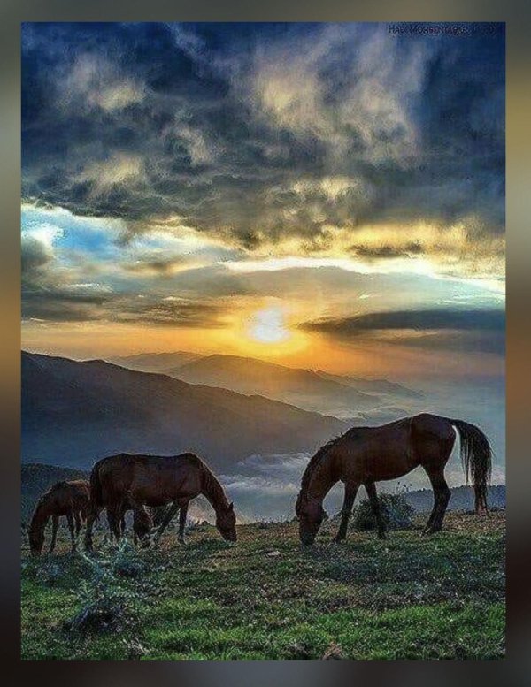 природа лошади