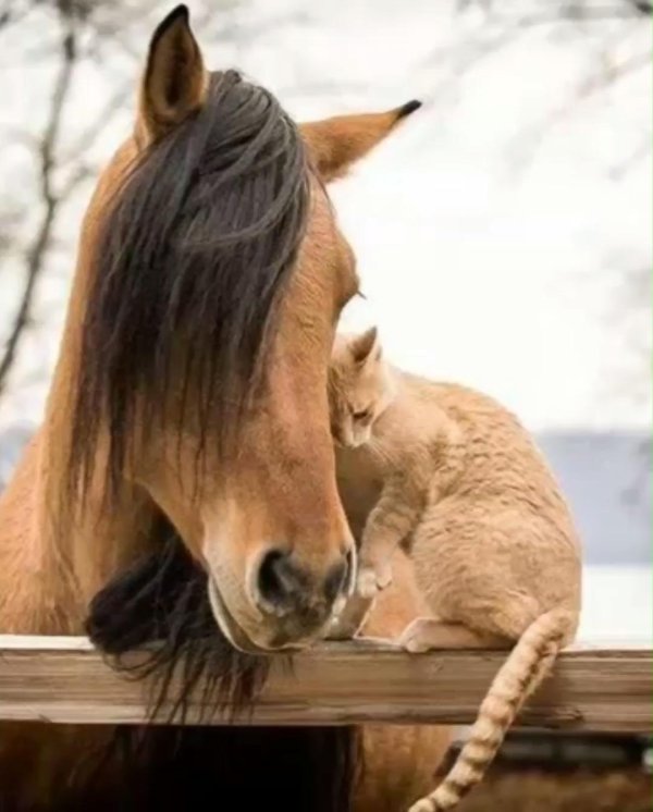 животное лошадь