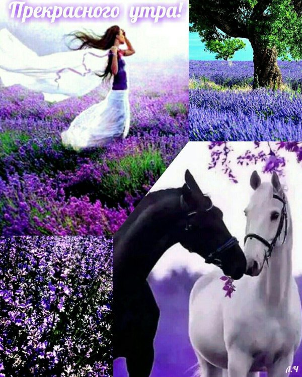 лошади милые