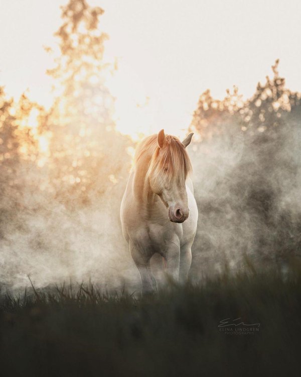фьордская порода лошадей