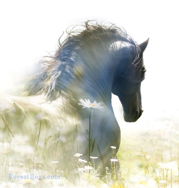 лошади красивые