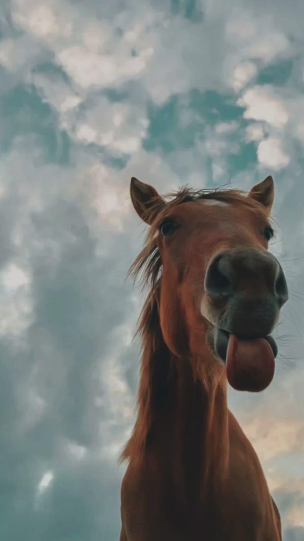 ржущий конь