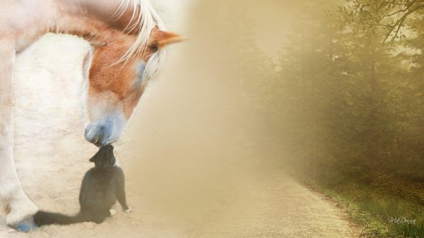 лошадь друг