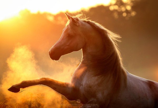 масть лошади паломино