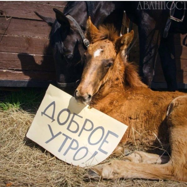 лошади в деревне