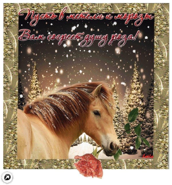 открытка с лошадью