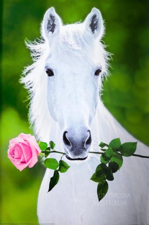 лошадь красивая