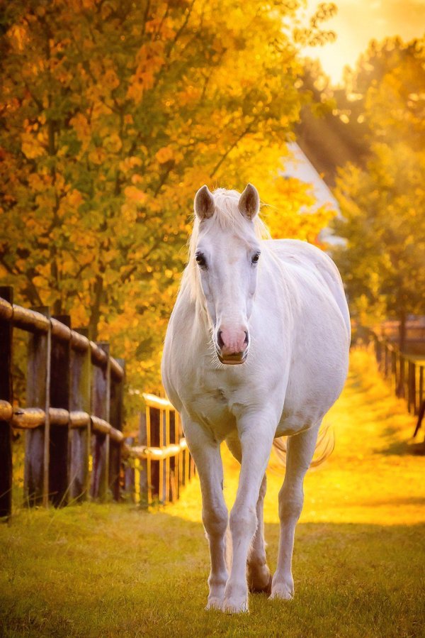 лошади красивые