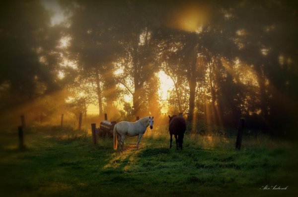 утро в деревне
