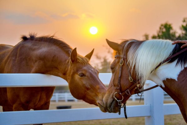 влюбленные лошади