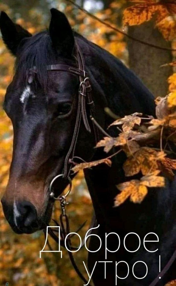 лошади осенью