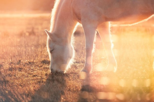 лошади красивые