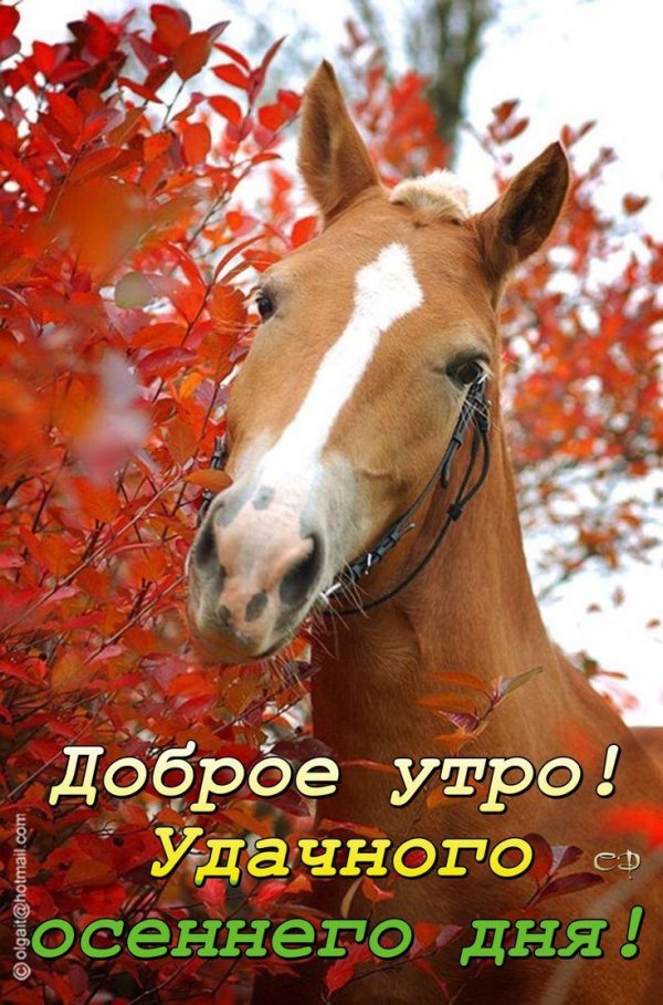 рыжая лошадь