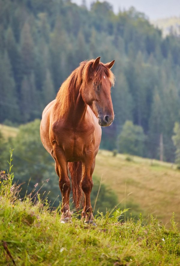 гнедой мустанг