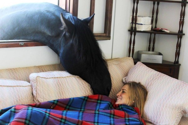 лошади красивые