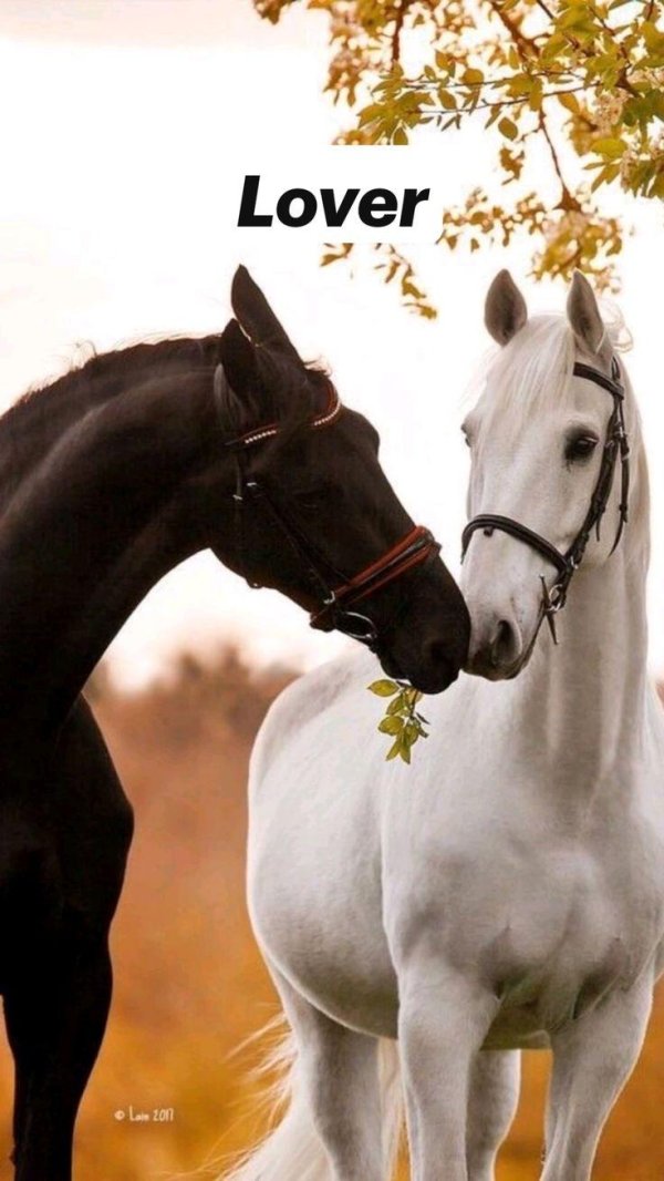 пара лошадей