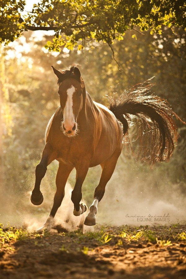 С лошадьми доброе утро