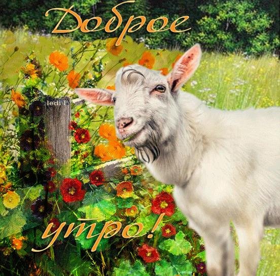 доброе утро коза