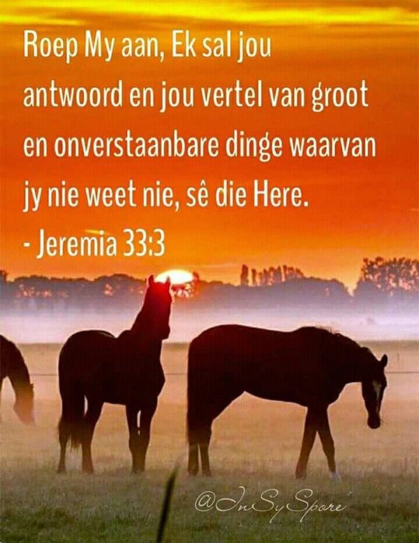 красивые высказывания о лошадях