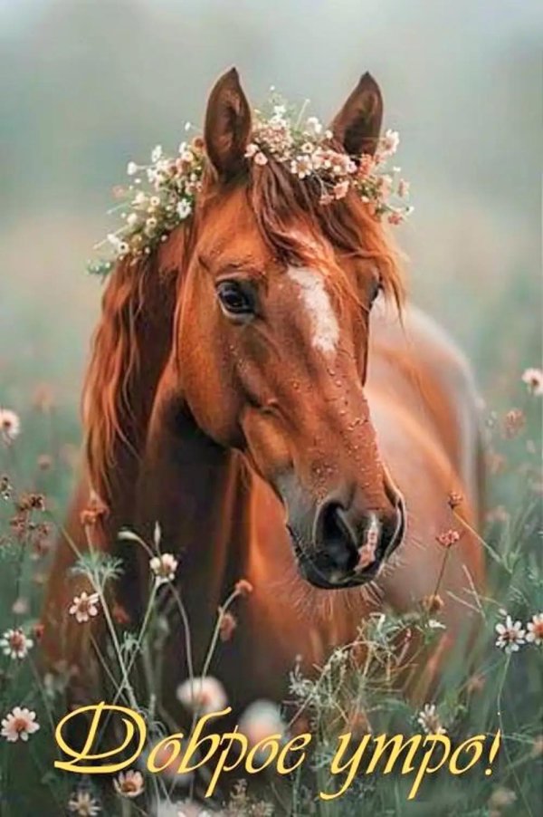 лошадка красивая