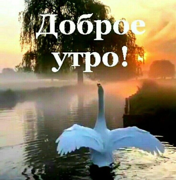 доброе утро лебеди