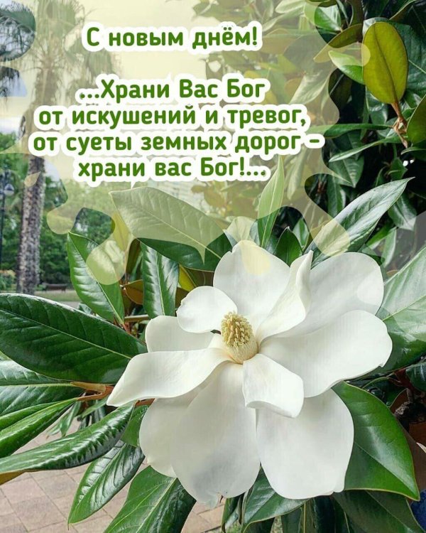 цветок магнолии