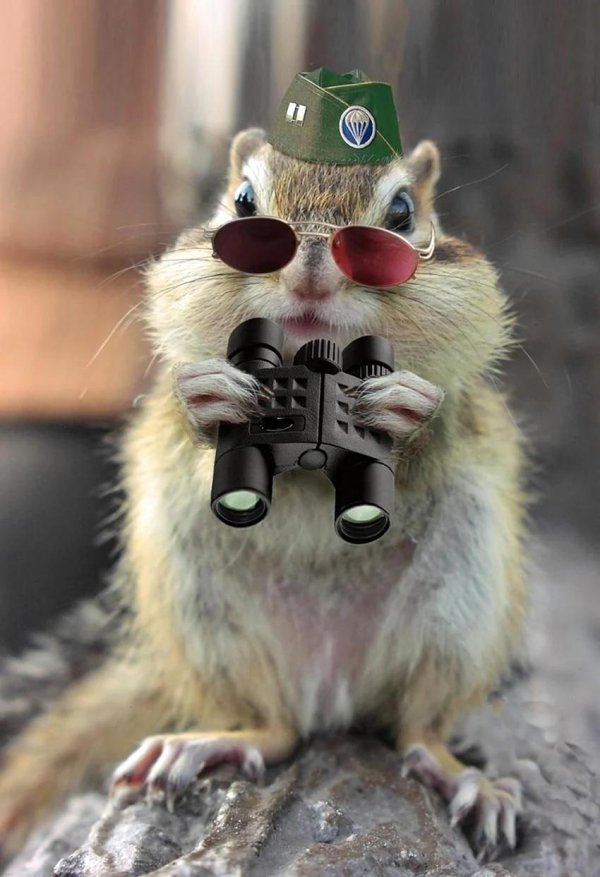 боевой хомяк