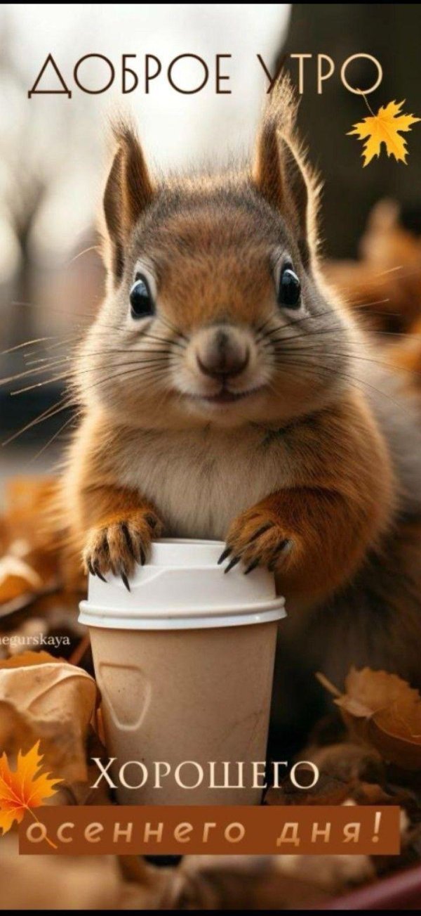 good morning белочка