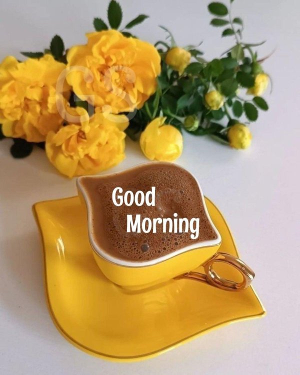 good morning good morning