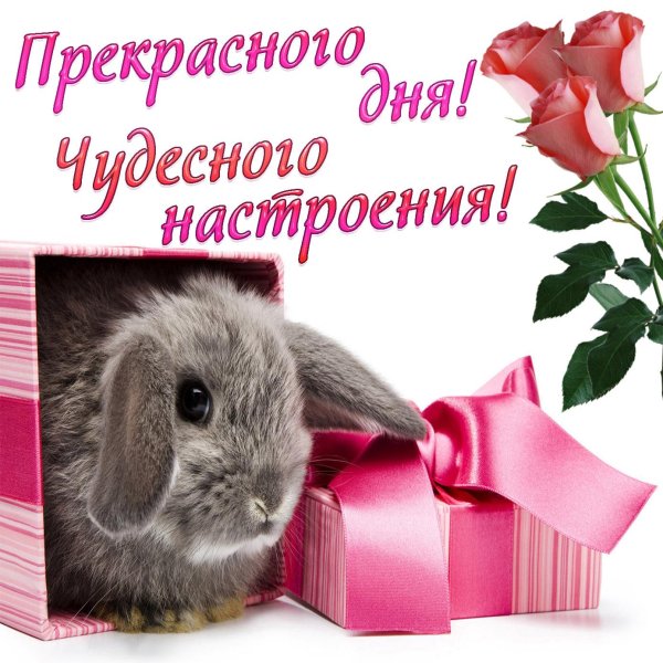 кролик открытка