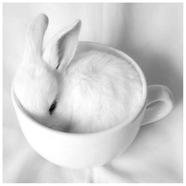 кролик белый