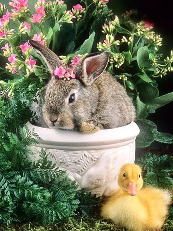 кролик в цветах