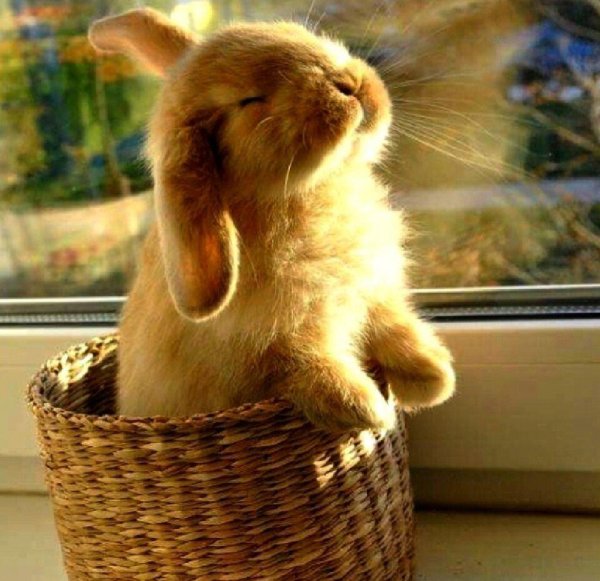 милый кролик