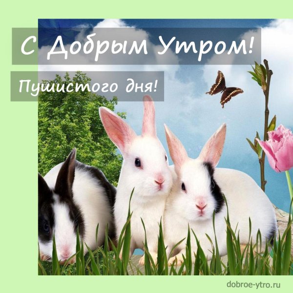 доброе утро зайцы