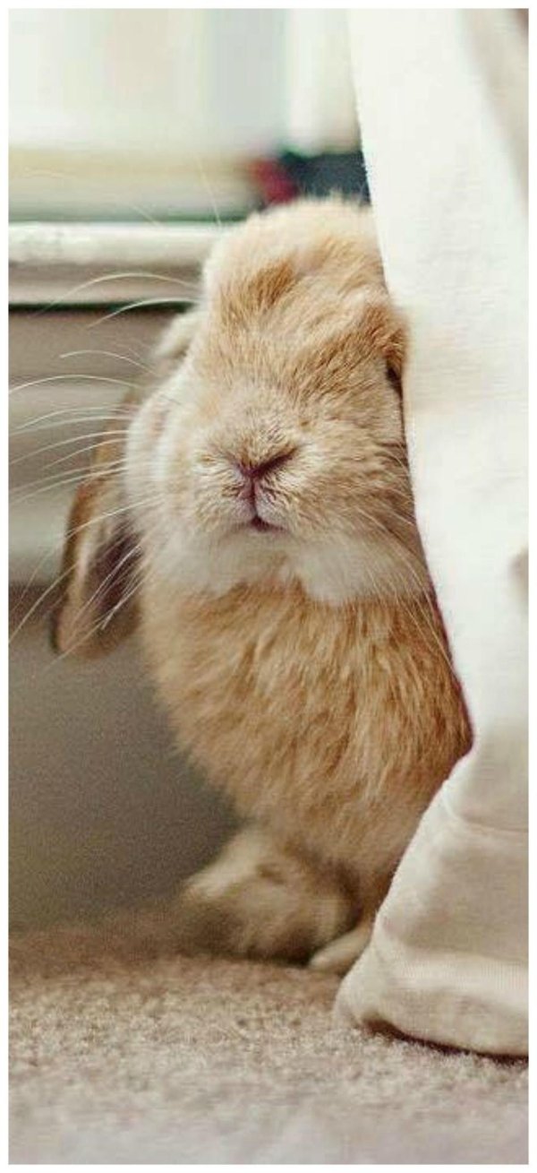 ванильный кролик