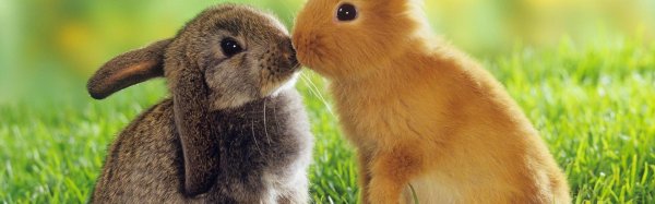 два кролика