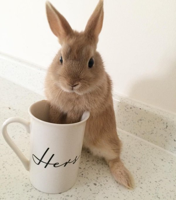 карликовый русак кролик