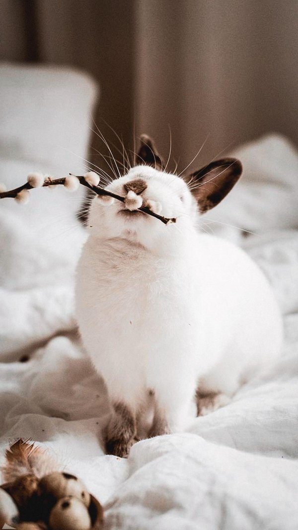 животное милое