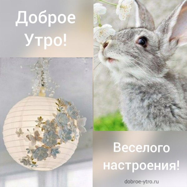с добрым утром зайчонок